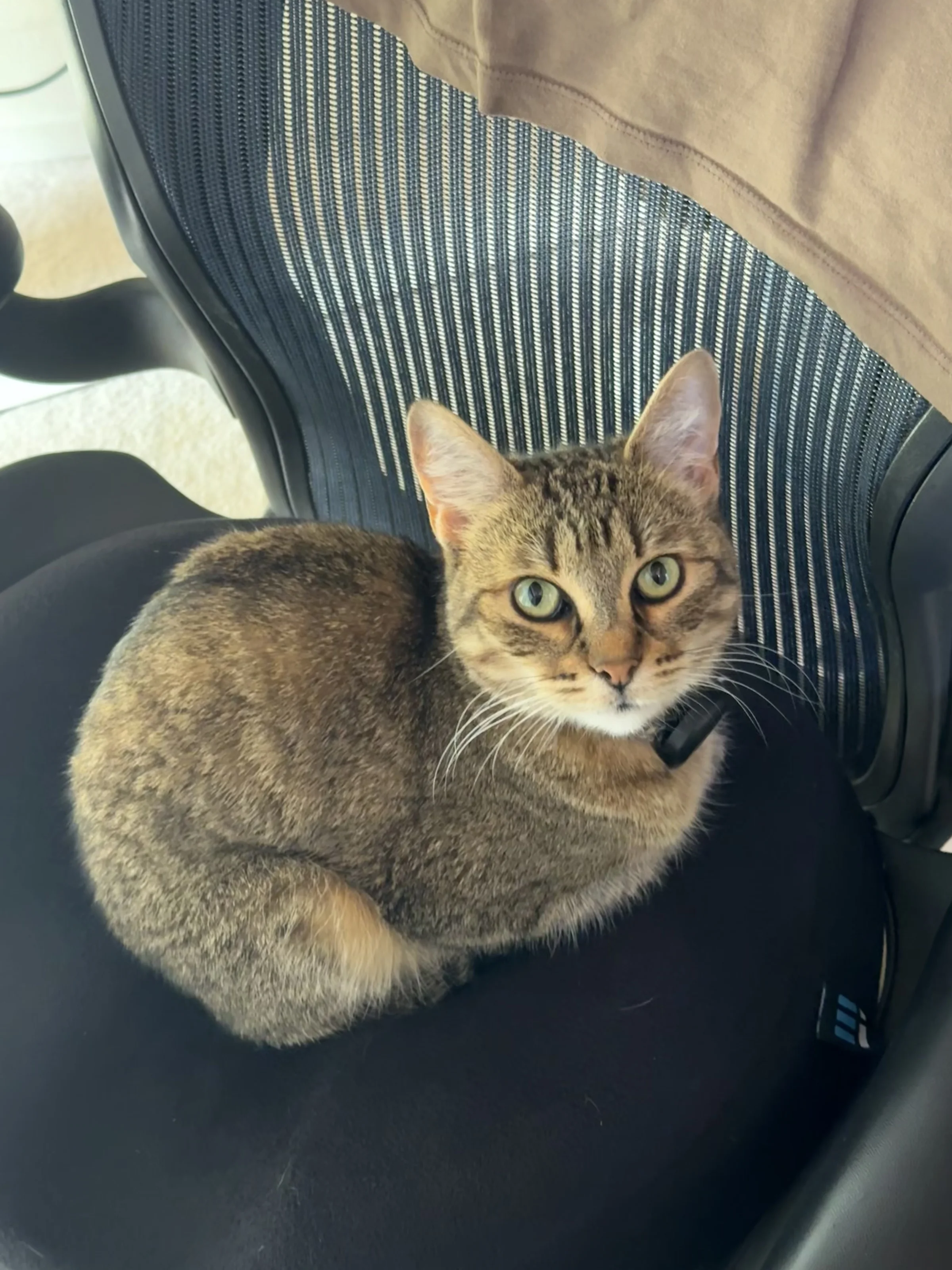Honey the tabby cat curled up in an office chair