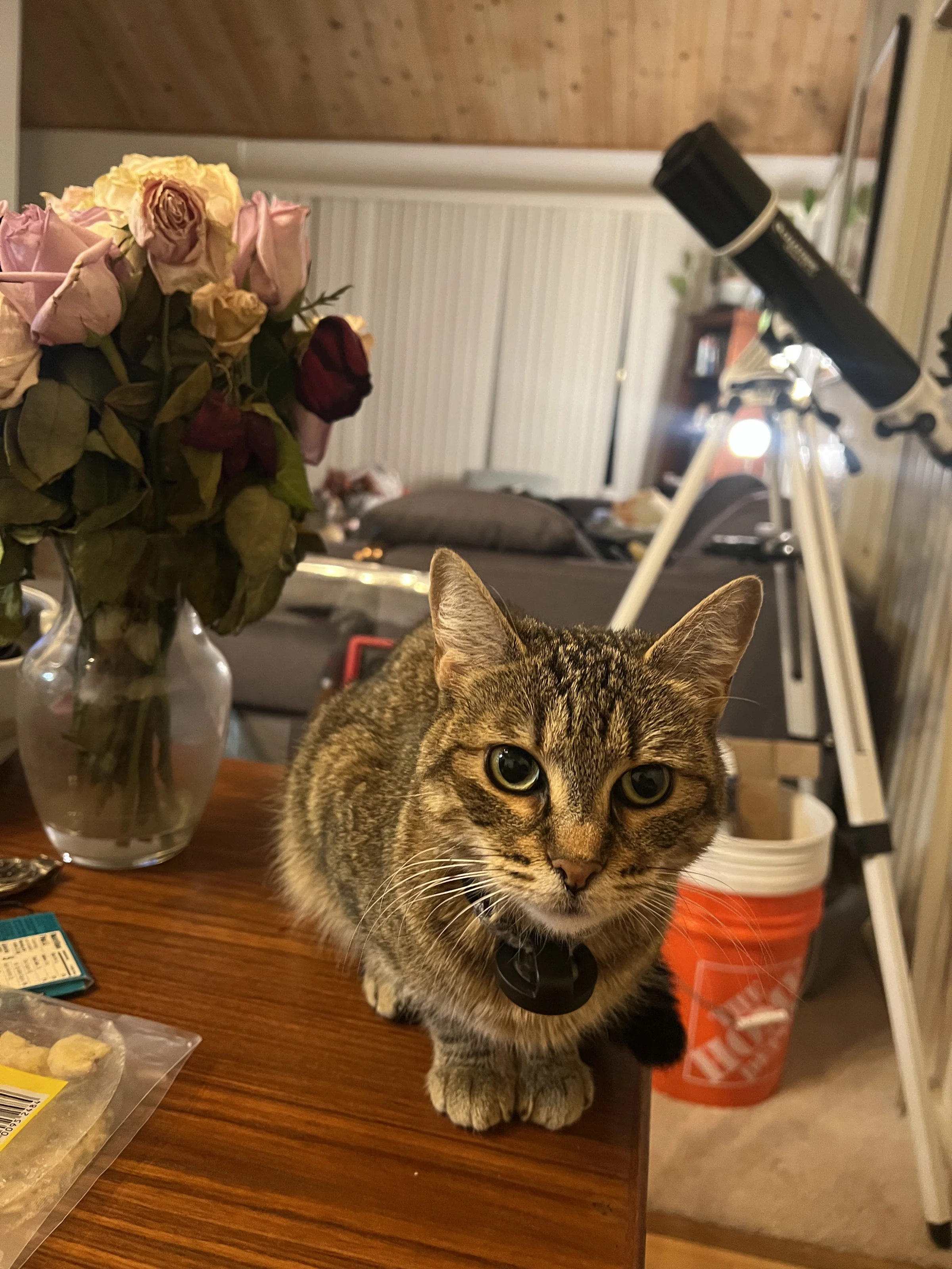 Honey the tabby cat next to a vase of roses