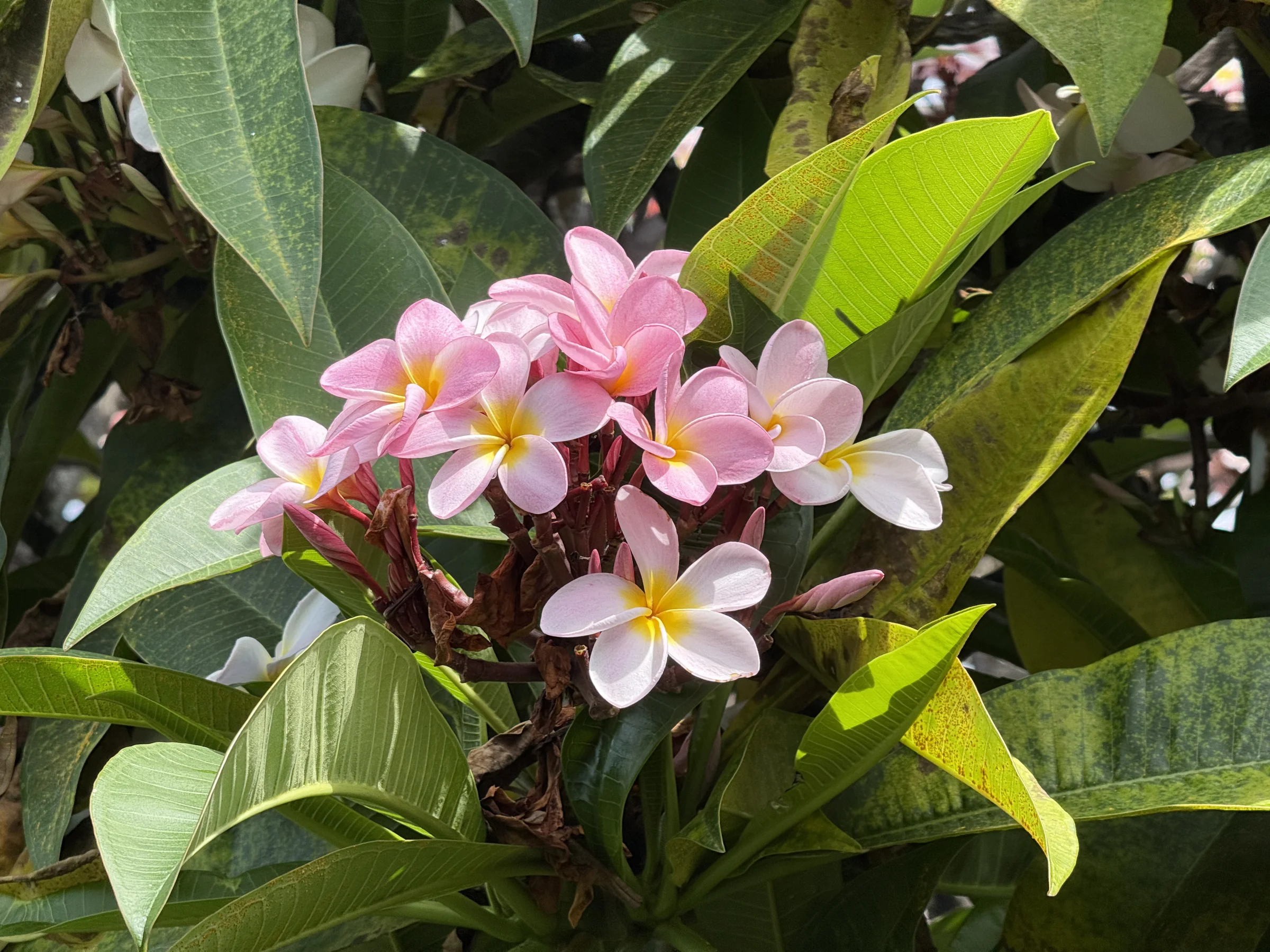 Pink plumeria flowers in bloom